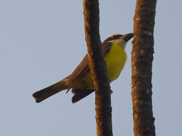 Bootsnaveltiran (Megarynchus pitangua)